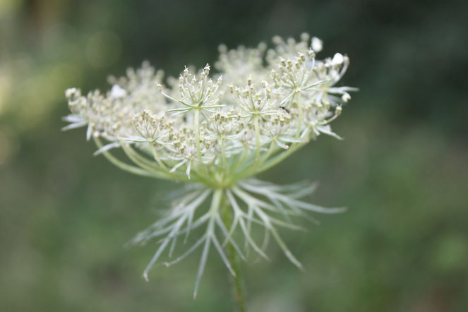 Carotte sauvage en fleur