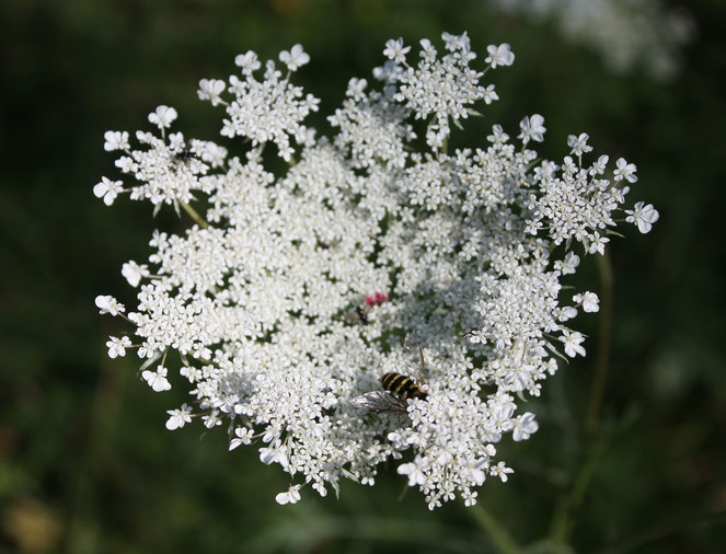 Carotte sauvage fleur