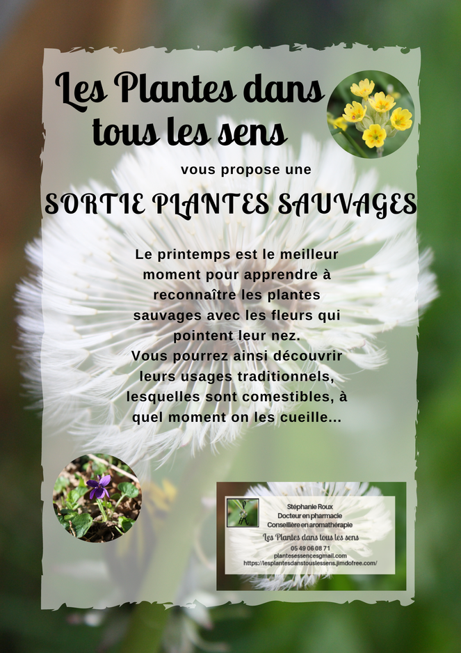 Lesplantesdanstouslessens#paysmellois#Melle#primevèreofficinale#violette#