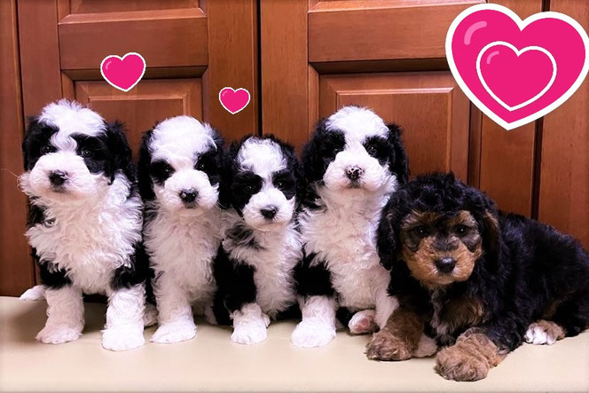 ドゥードゥル（ミディアム）子犬販売｜パーティプランドゥードゥル専門ブリーダー【子犬のお部屋】参考写真