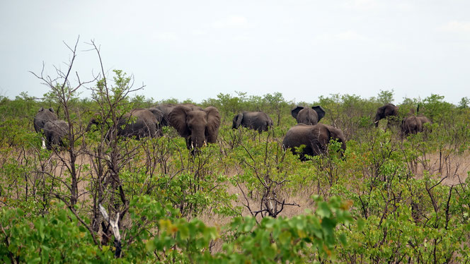 Joli troupeau d'éléphants