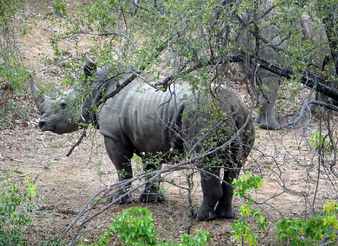 On verra cette année beaucoup de rhino. au Kruger