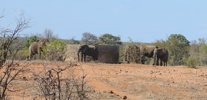 Eléphants à la recherche d'eau juste après la porte de Phalawarga