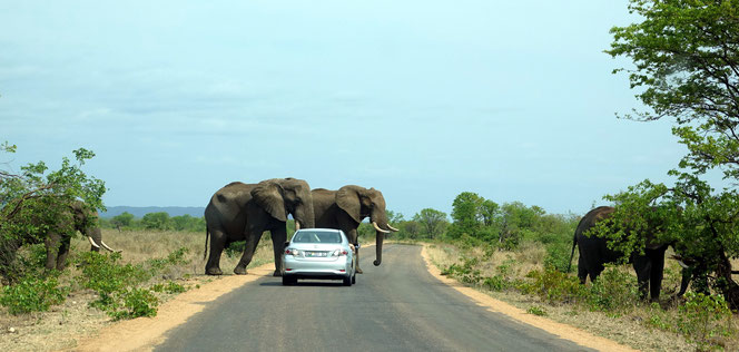 La voiture est à quelques mètres seulement des éléphants.... pas très prudent...