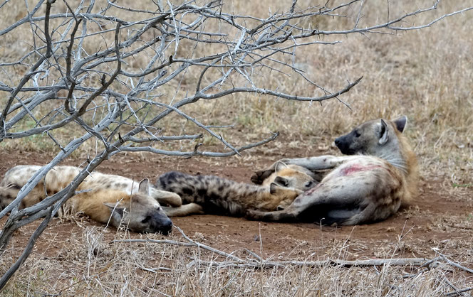 Un groupe de hyènes; Celle qui allaite ses petits est légèrement bléssée....