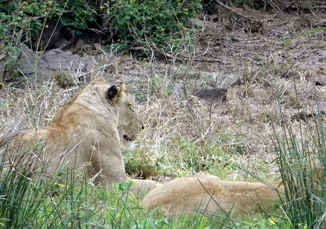 Deux lionnes au repos; d'autres sont dissimulées dans les branchages