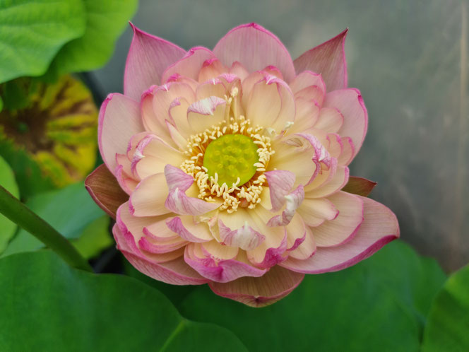 Nelumbo Colorful Pink