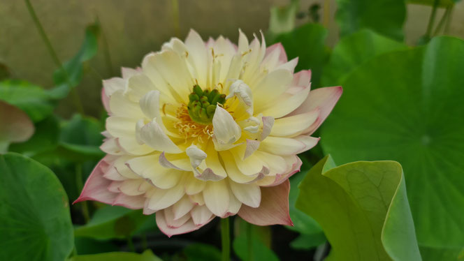 Nelumbo Colorful Pink
