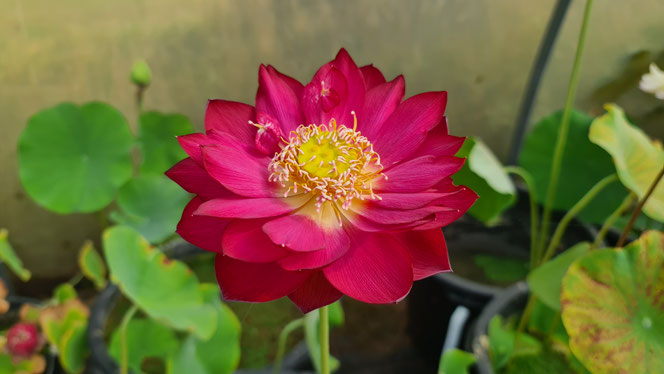 Nelumbo Ancient Capital Red Canal
