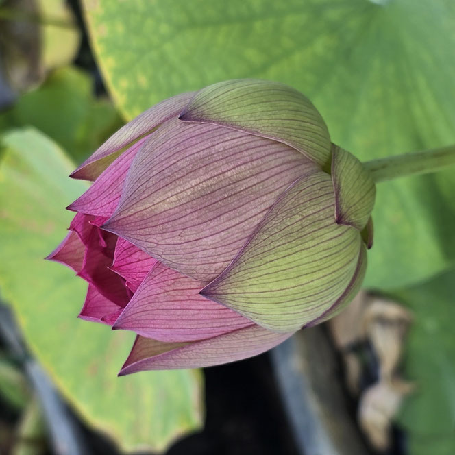 Nelumbo Monet Painting 莫奈画碟
