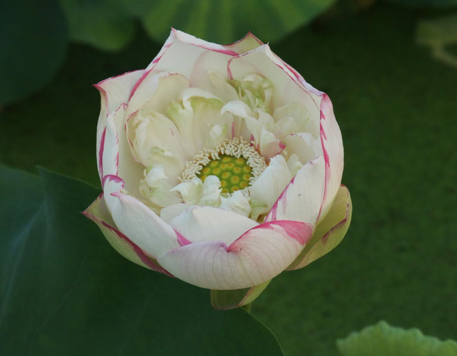 Blüte der patentierten Lotos-Sorte Nelumbo Silver Robe with Purple Sash