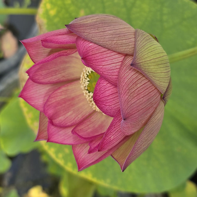 Nelumbo Monet Painting 莫奈画碟