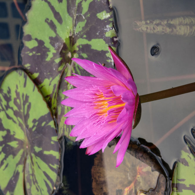 Nymphaea Queen of Siam