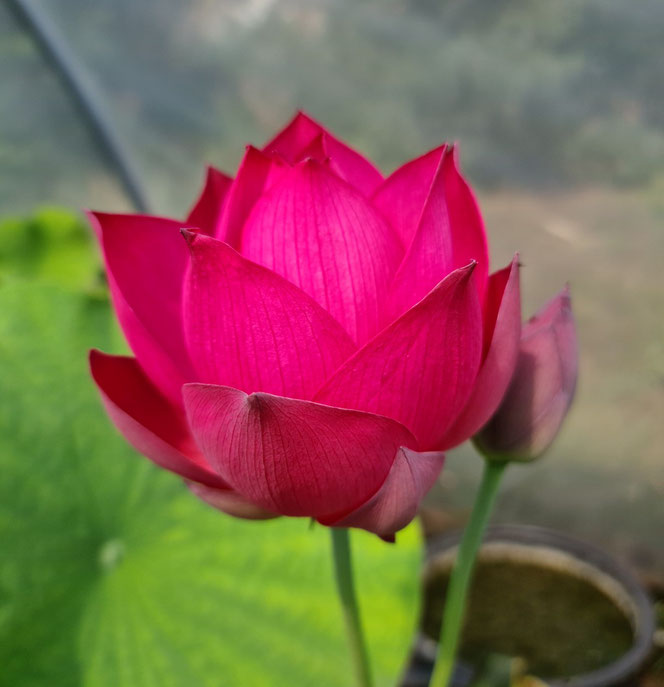 Nelumbo Lotusland's Ruby