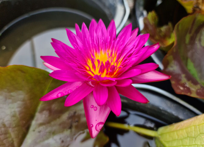 Nymphaea Jalern Sub purpur Blüte
