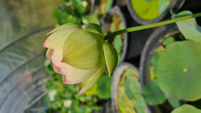 Nelumbo Pink Beauty Lotosblüte mit hellgrünen Petalen und rosafarbenen Spitzen im Gewächshaus der Seerosenfarm Lotusland.