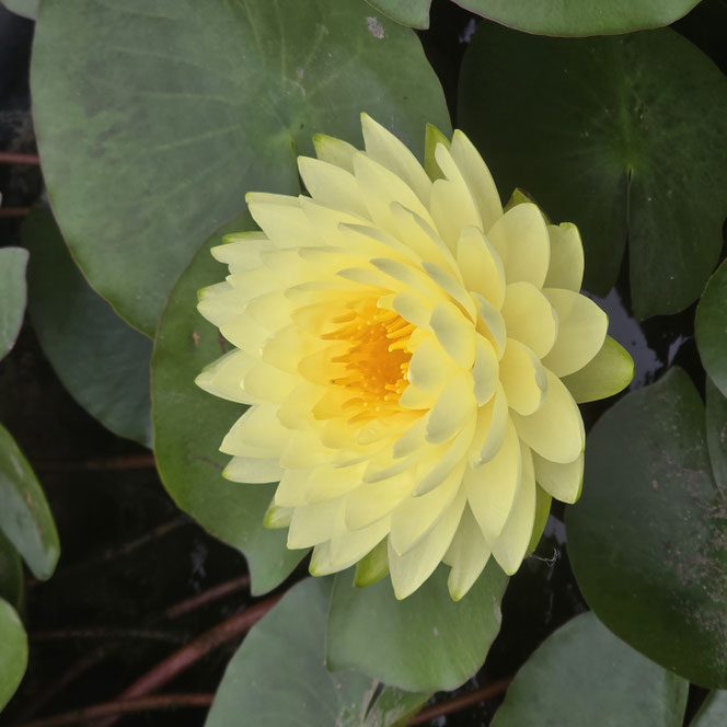 Nymphaea Puttaraksa