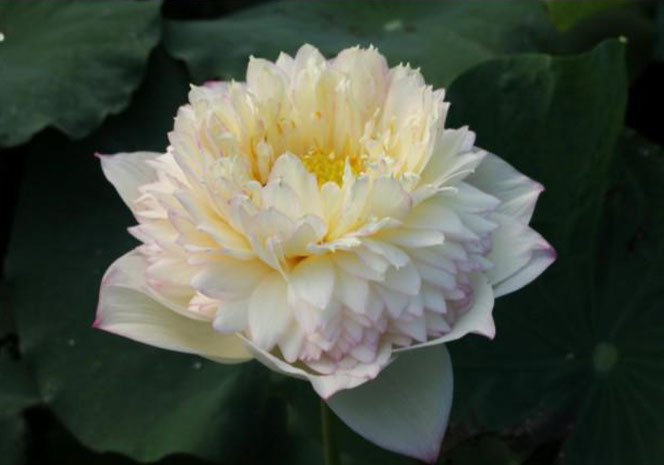 Nelumbo Die Yu Wang Shu  蝶羽望舒
