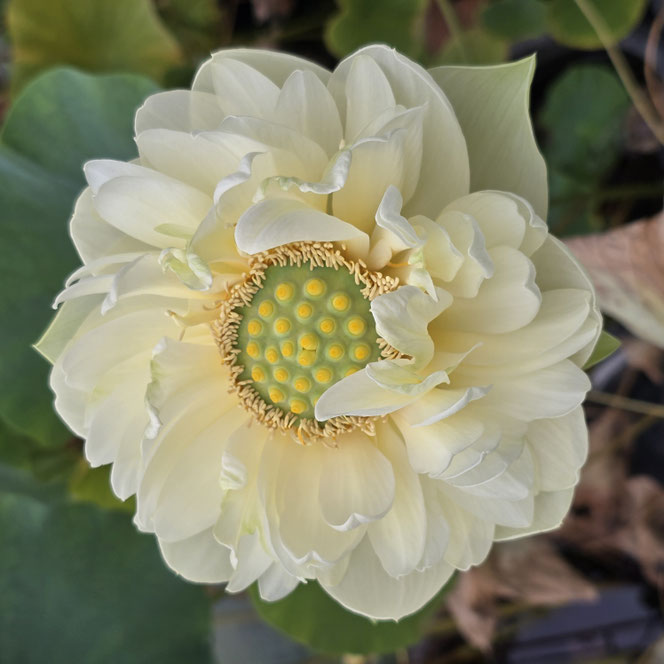 Open flower of the cream yellow Nelumbo Gold and Jade Peony