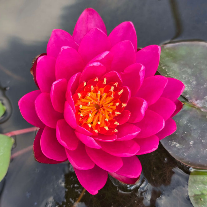 Nymphaea Bleeding Heart