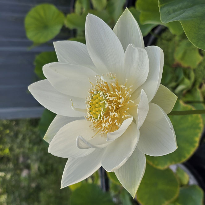 Nelumbo Green Waves in Spring