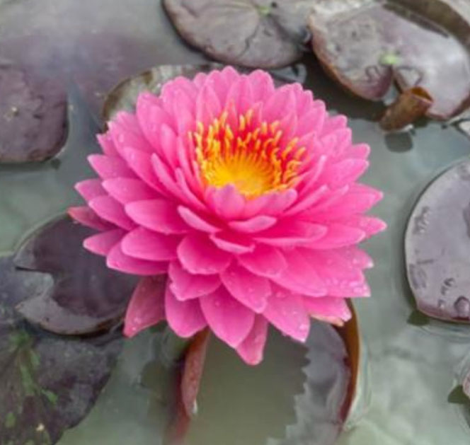 Nymphaea Mariya