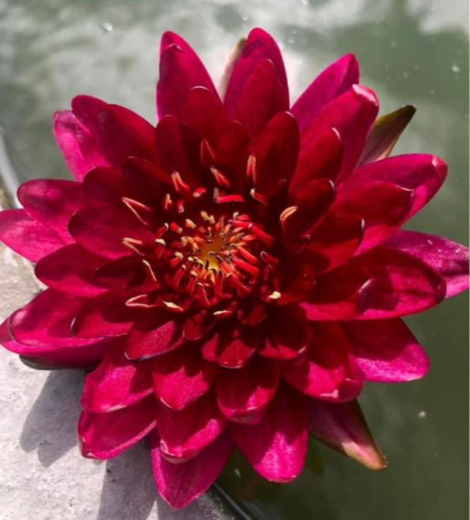 Nymphaea Anantachai