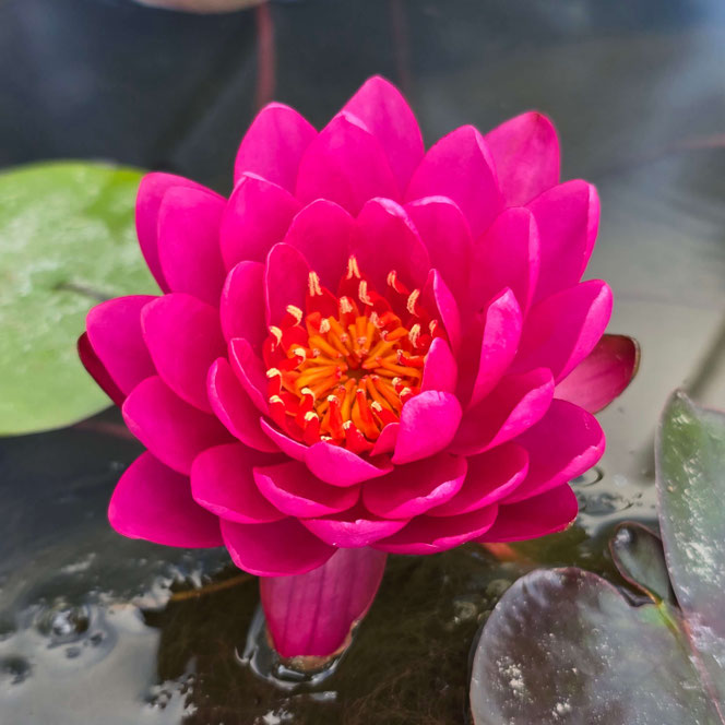 Nymphaea Bleeding Heart