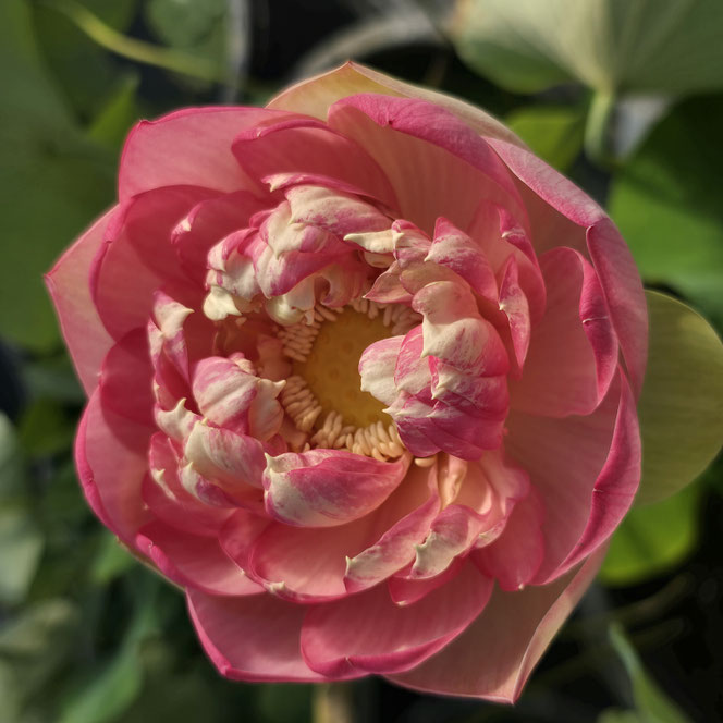 Nelumbo Mrs. Perry D. Slocum -  Blüte am ersten Tag