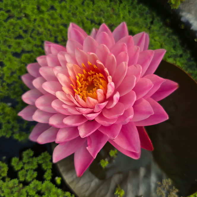 Nymphaea Wawa