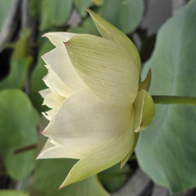 Nelumbo Nanzhao Zen Rhyme 南诏禅音