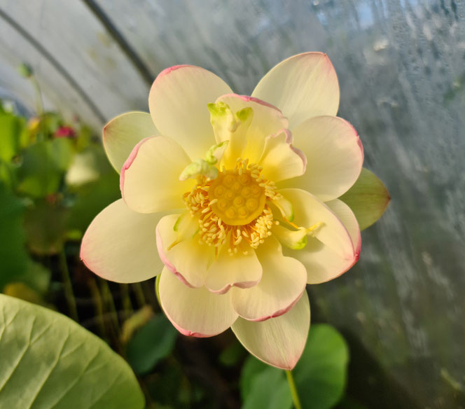 offene gelbe Blüte Nelumbo Sarah's Smile