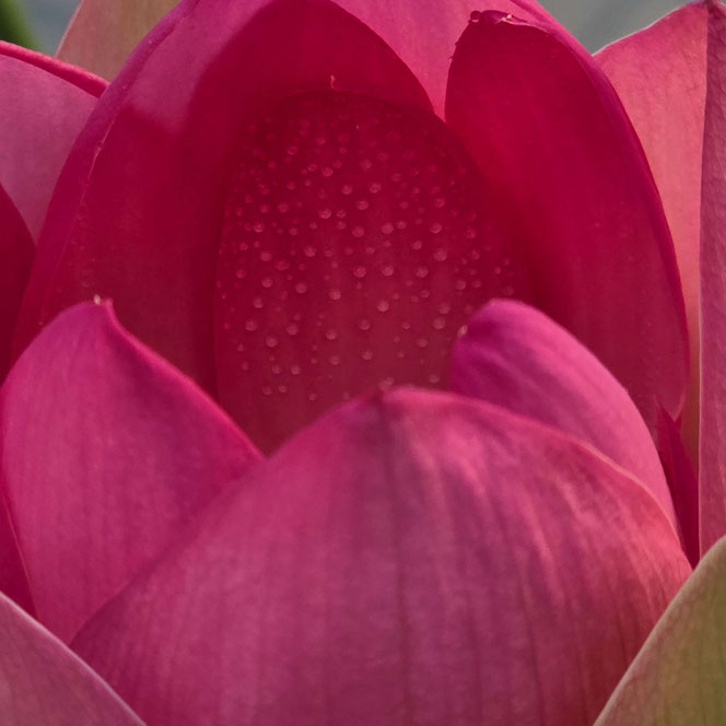 Nelumbo Carolina Queen
