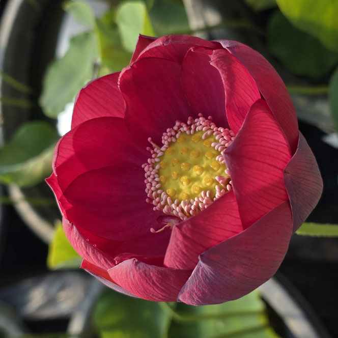 Nelumbo Renyin Event