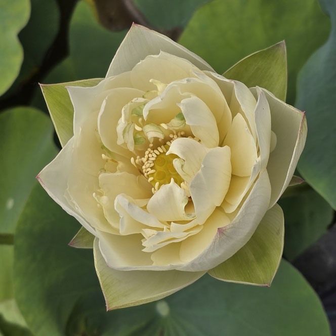 Nelumbo Nanzhao Zen Rhyme 南诏禅音