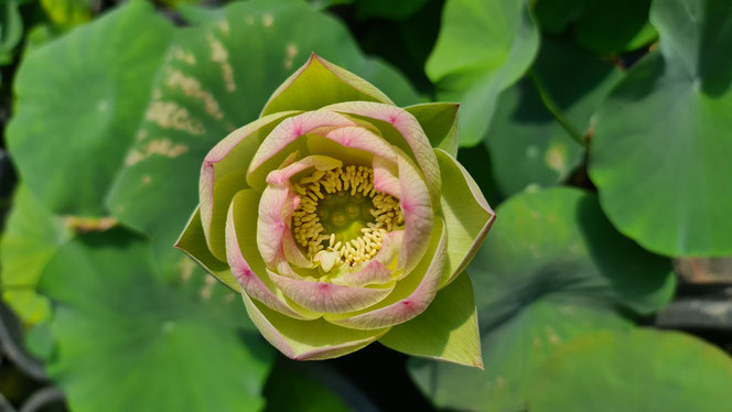 Halb geöffnete Nelumbo Pink Beauty Lotosblüte mit zart rosafarbenen Petalspitzen über Lotusblättern im Kübel bei Lotusland.