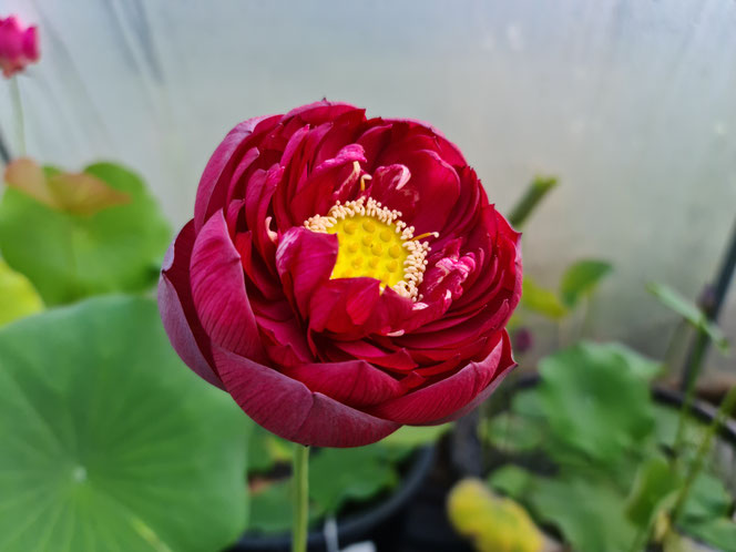 Nelumbo Impression of Westlake