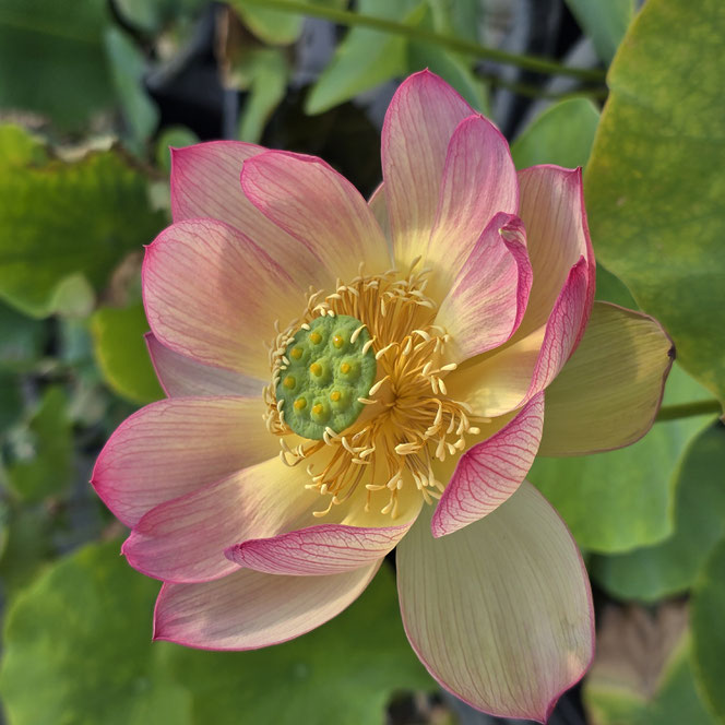 Nelumbo Monet Painting 莫奈画碟
