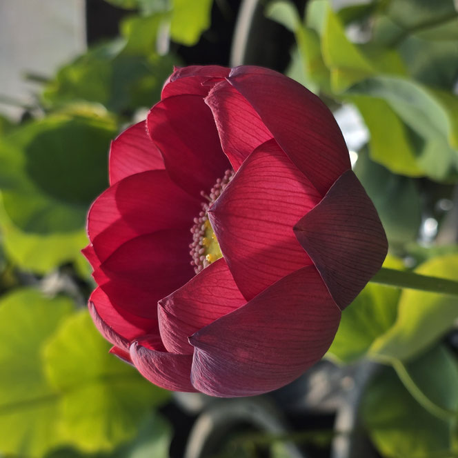 Nelumbo Renyin Event