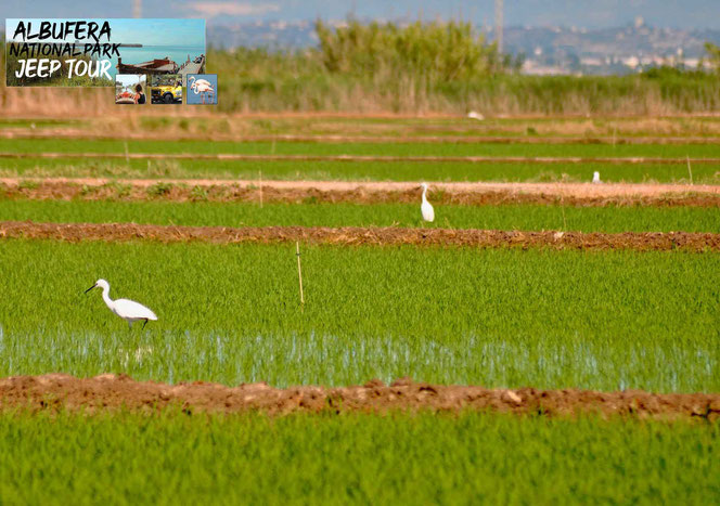 The special flood conditions that existed in the surroundings of L’Albufera and its shallow depth allowed its agricultural transformation for rice cultivation.  Rice, pioneer of agricultural expansionism in wetlands, left extending at the expense of the g