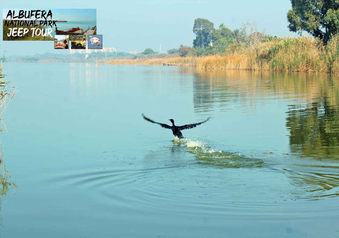 The hunting tradition in L’Albufera comes from the period of the Arab occupation. The abundant vegetation and hunting (deer, wild boar, partridges, rabbits, otters, waterfowl, etc.) made this place in something exceptional, which is why King Jaime I reser