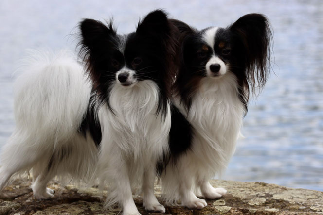 Papillon male and female standing in front of lake Echternach Luxembourg