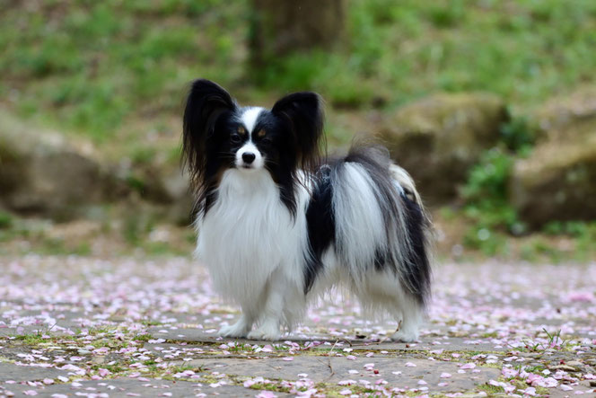 Magic Sunrise Wings to Win, Papillon FCI, Stud dog, Luxembourg