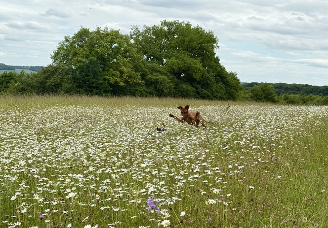Rhodesian ridgeback running through meadows Luxembourg