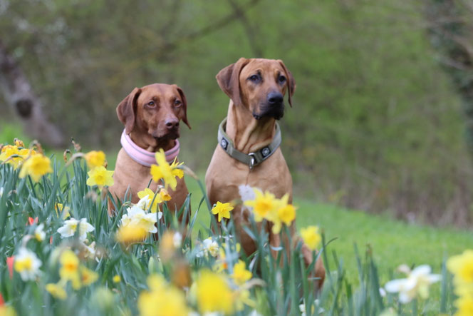 Rhodesian ridgeback male and female sitting next to flower field in Luxembourg