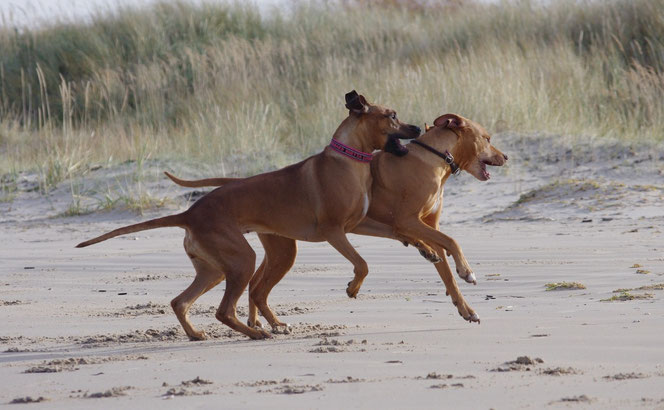 Rhodesian ridgeback Luxembourg Europe, FCI registered breeder