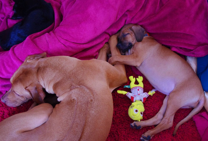 Rhodesian ridgeback female and puppy, Luxembourg