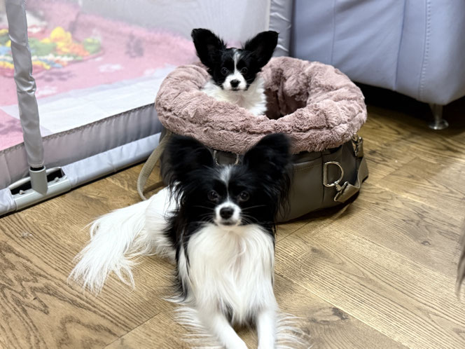Papillon female and puppy, Luxembourg