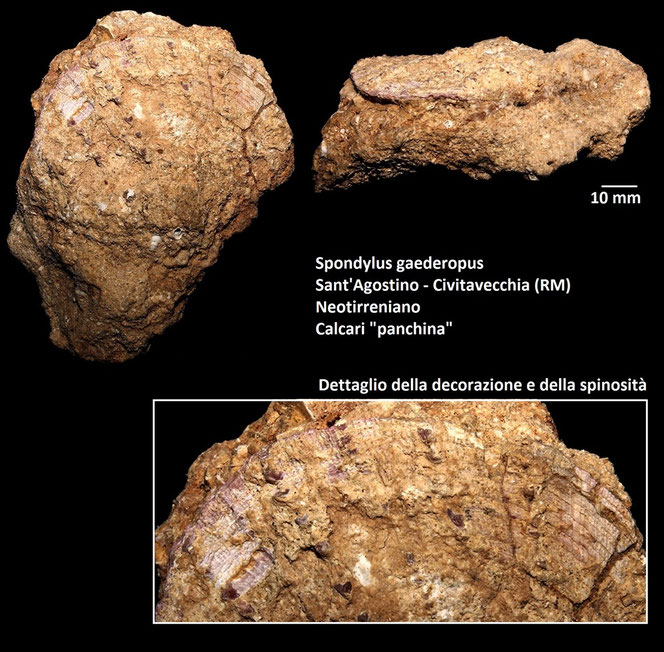 Spondylus gaederopus, Sant'Agostino (Civitavecchia, RM)