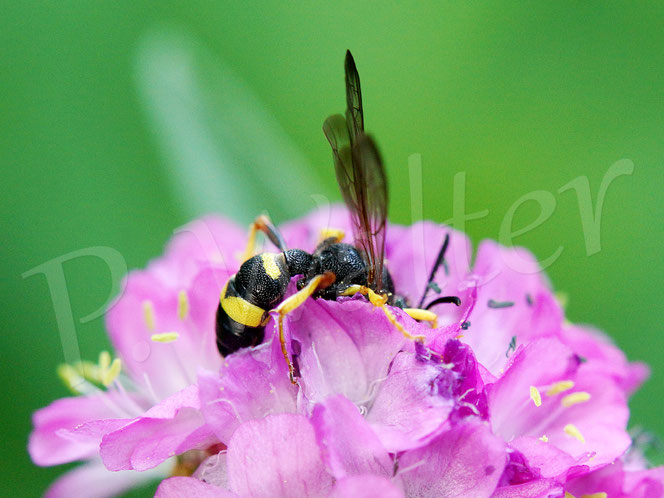 Bild: Bienenjagende Knotenwespe, Cerceris rybyensis, Grabswespe, digger wasp, Faltenwespe